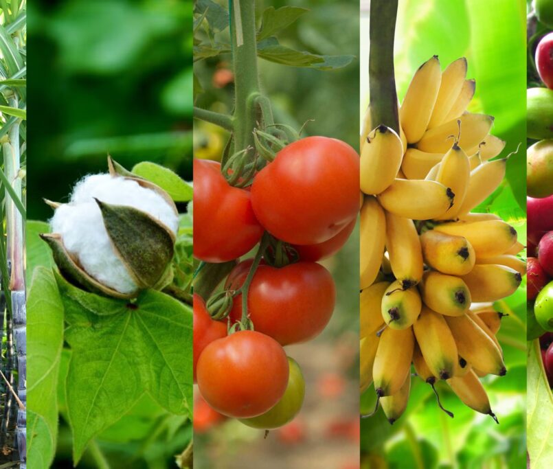 Top 5 Crops that Give the Best Results with Drip Irrigation